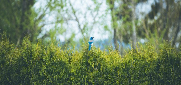 An Anxious Day- fromfrugaltofree.com
