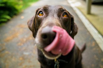 Get Paid to Foster Dogs