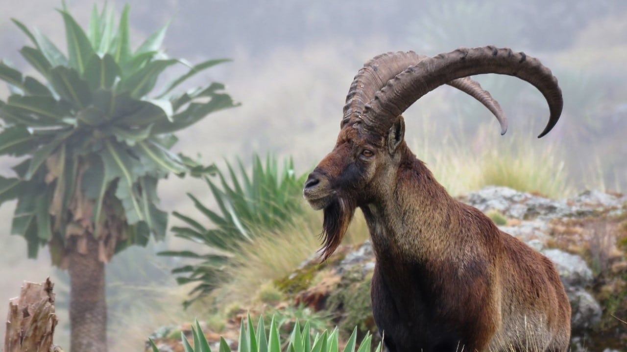 A Walia Ibex in Simien Mountains National Park, Ethiopia