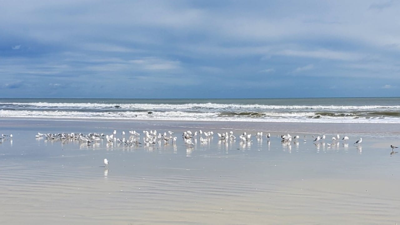 Flock of seagulls gathered near the shoreline in Daytona Beach, FL