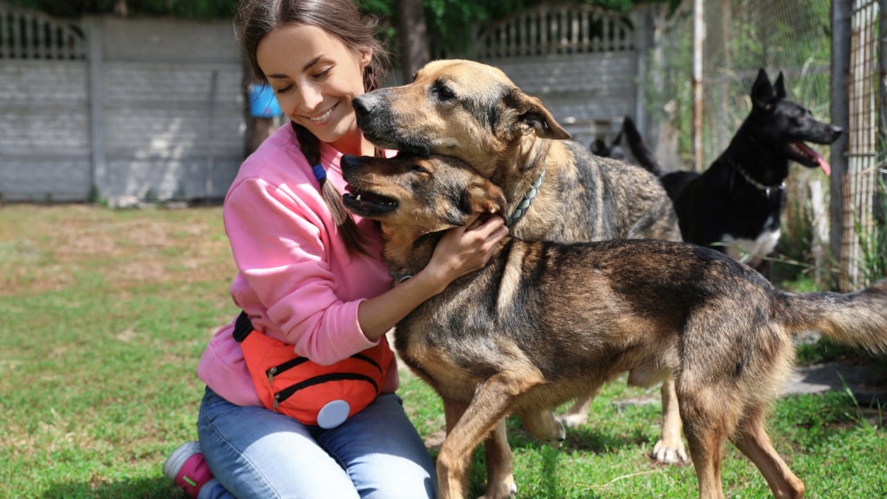 Volunteering at dog shelter