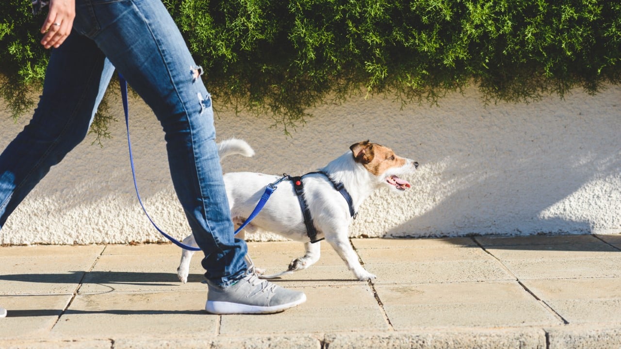 Dog walking with owner.