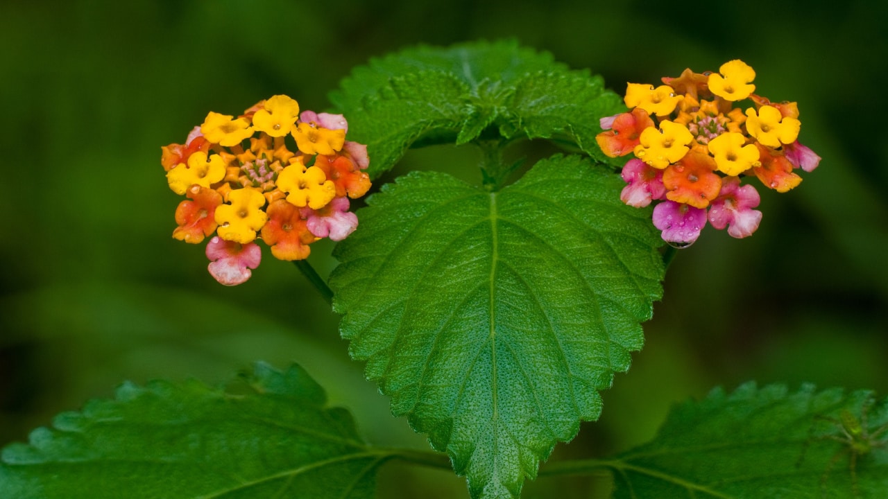 Non-Native Species Of Plants