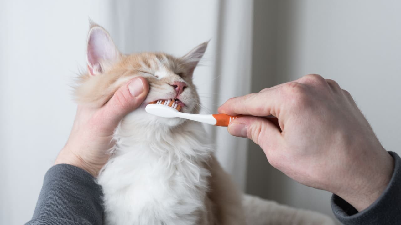 Person brushing cat's teeth.