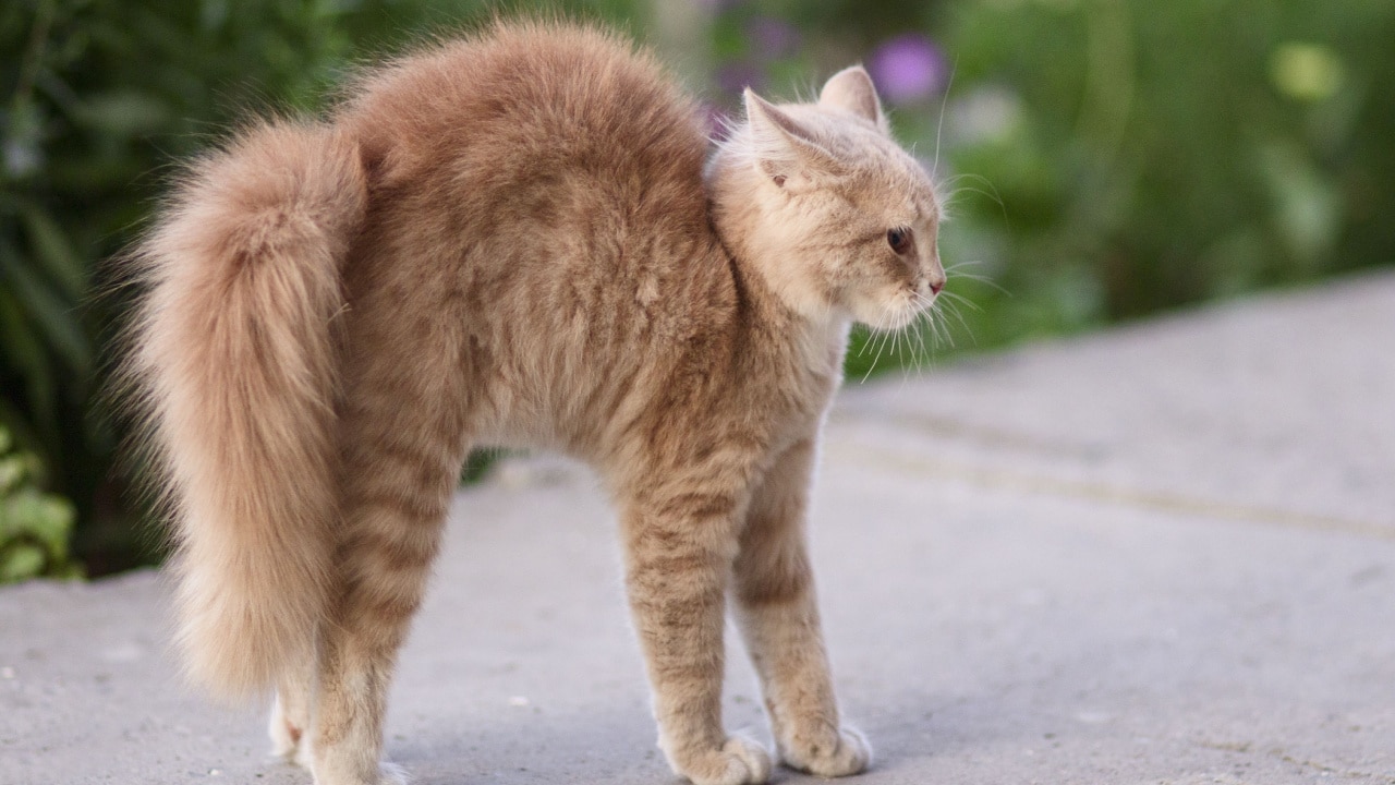 Cat with its back arched.