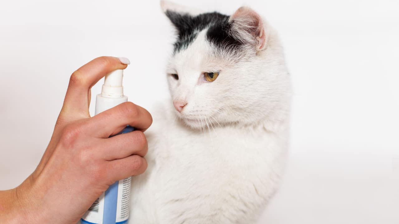 Cat looking at a spray bottle.