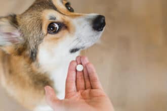 A dog looking unsure about taking medicine.