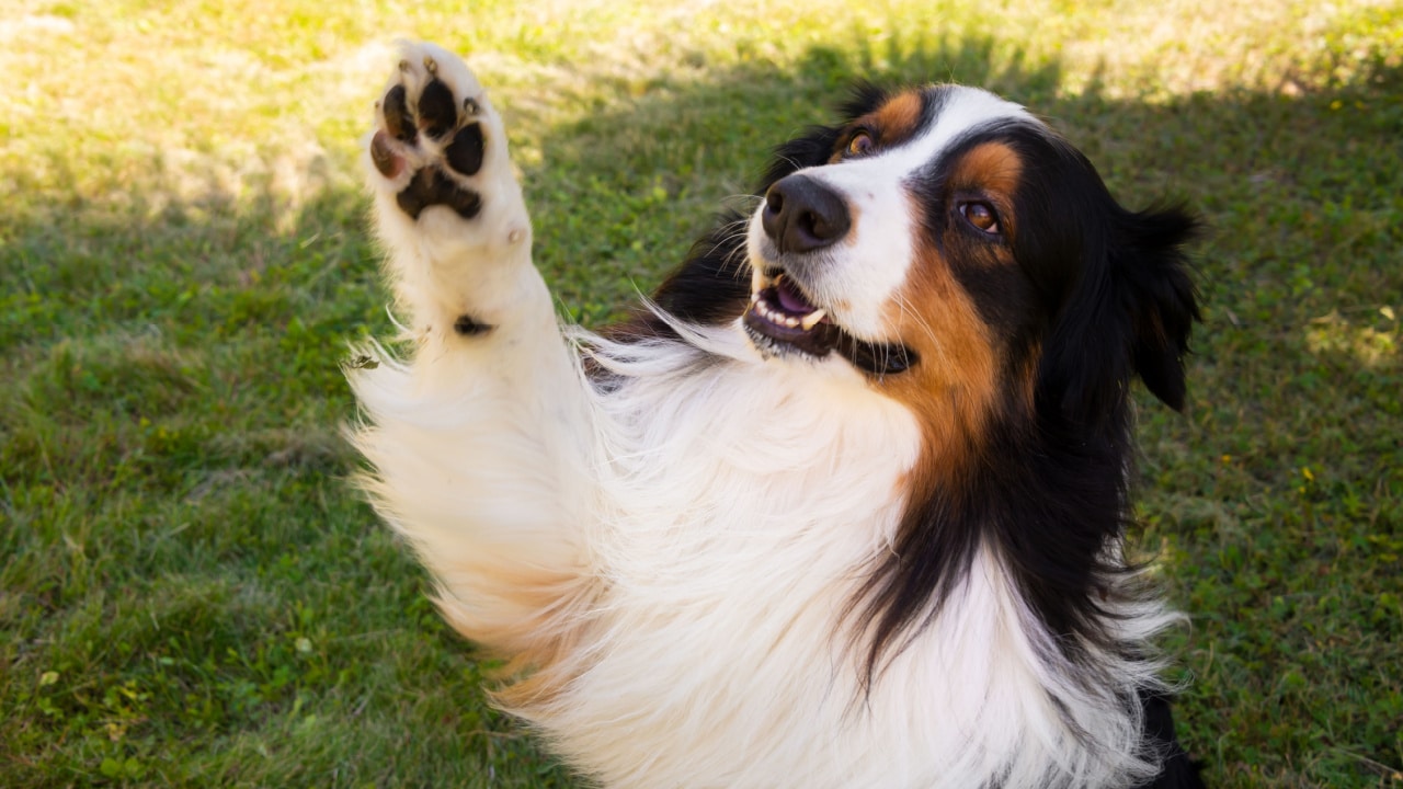 Dog with paw up.