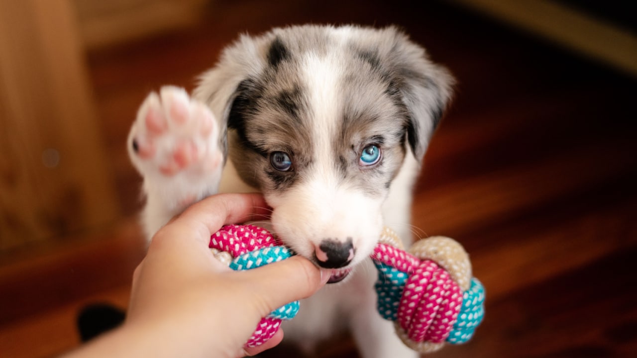 Puppy playing with a toy.