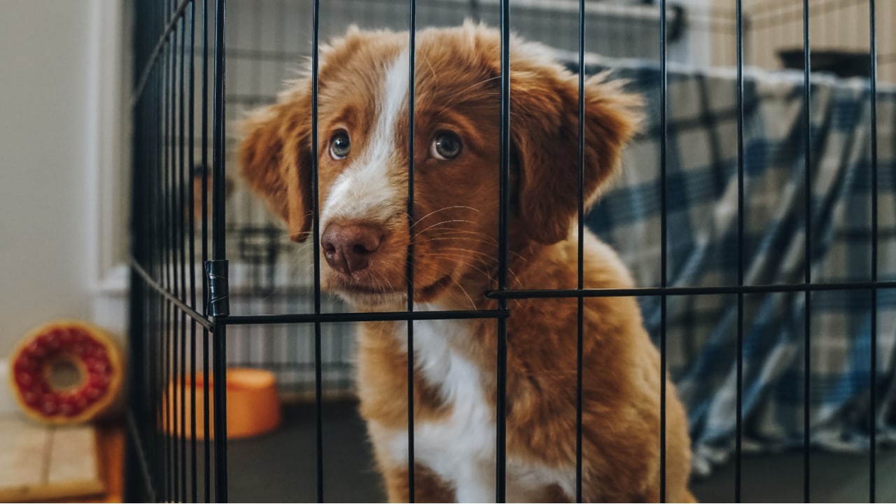 Puppy in a dog crate.