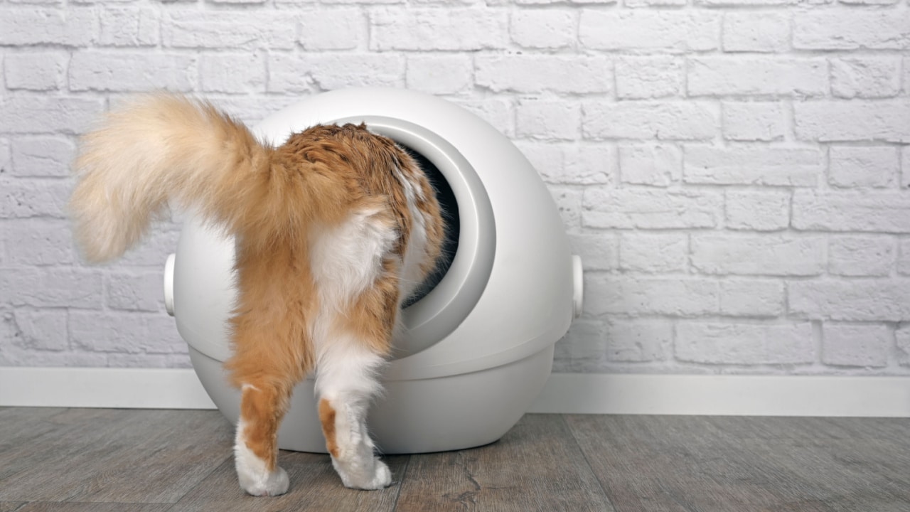 Cat entering a litter box.