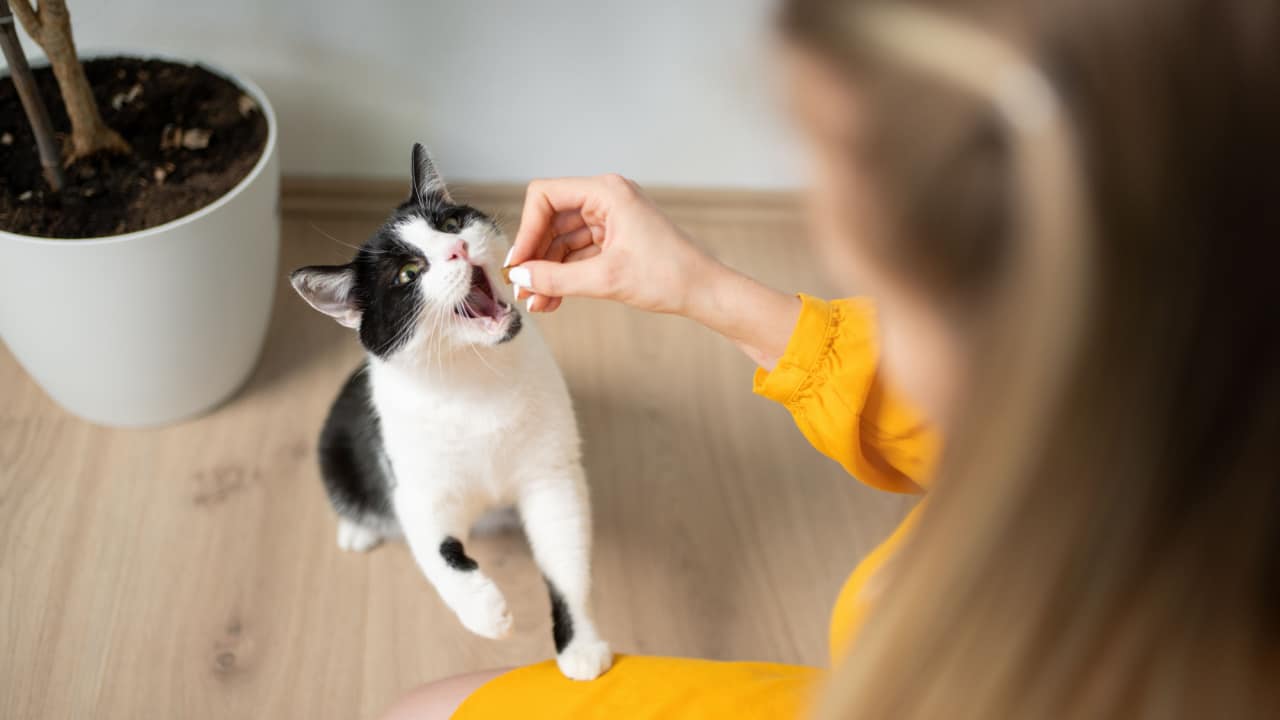 Woman giving her cat medicine.