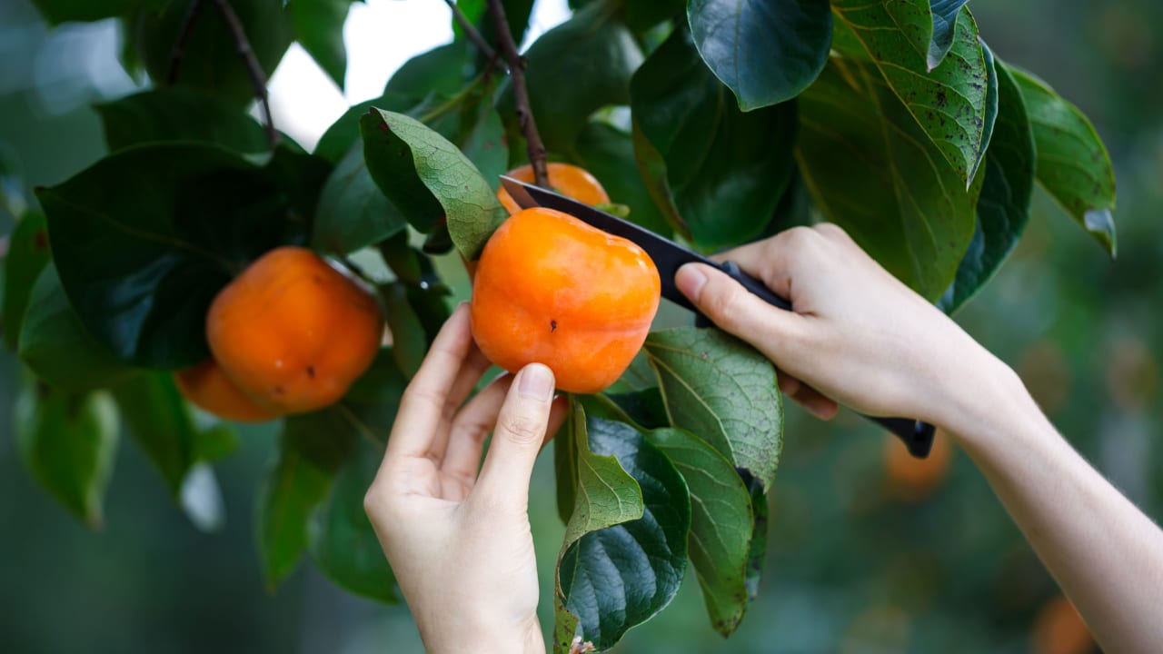 woman Hands cutting harvest Ripe Persimmons fruit hanging on Persimmon tree