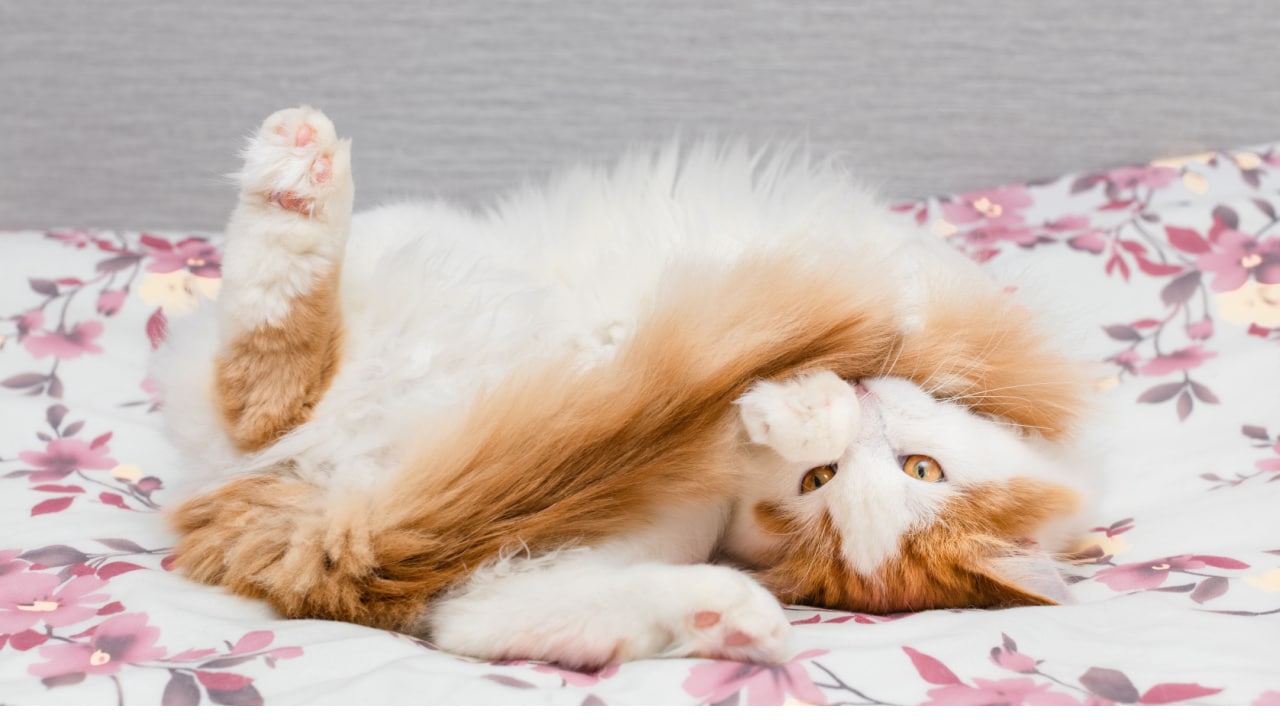 Cat rolling on a bed.