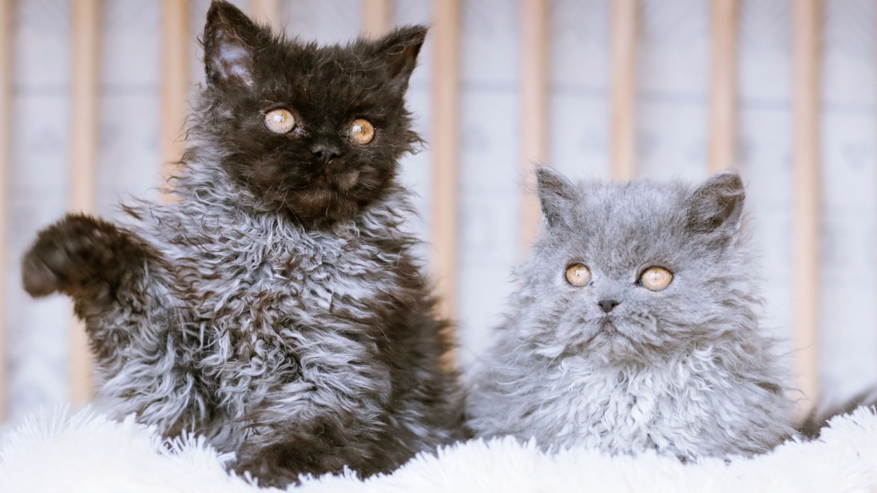 Two fluffy cats.