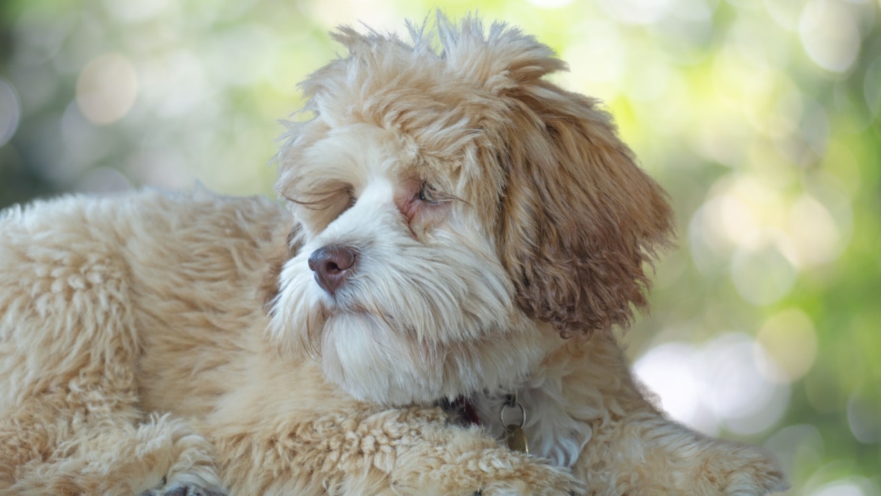 Fluffy dog recently groomed.