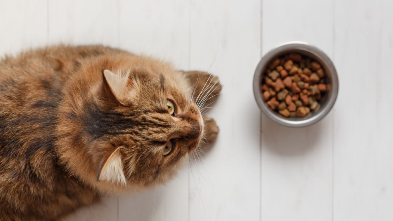 Cat looking up from food bowl.