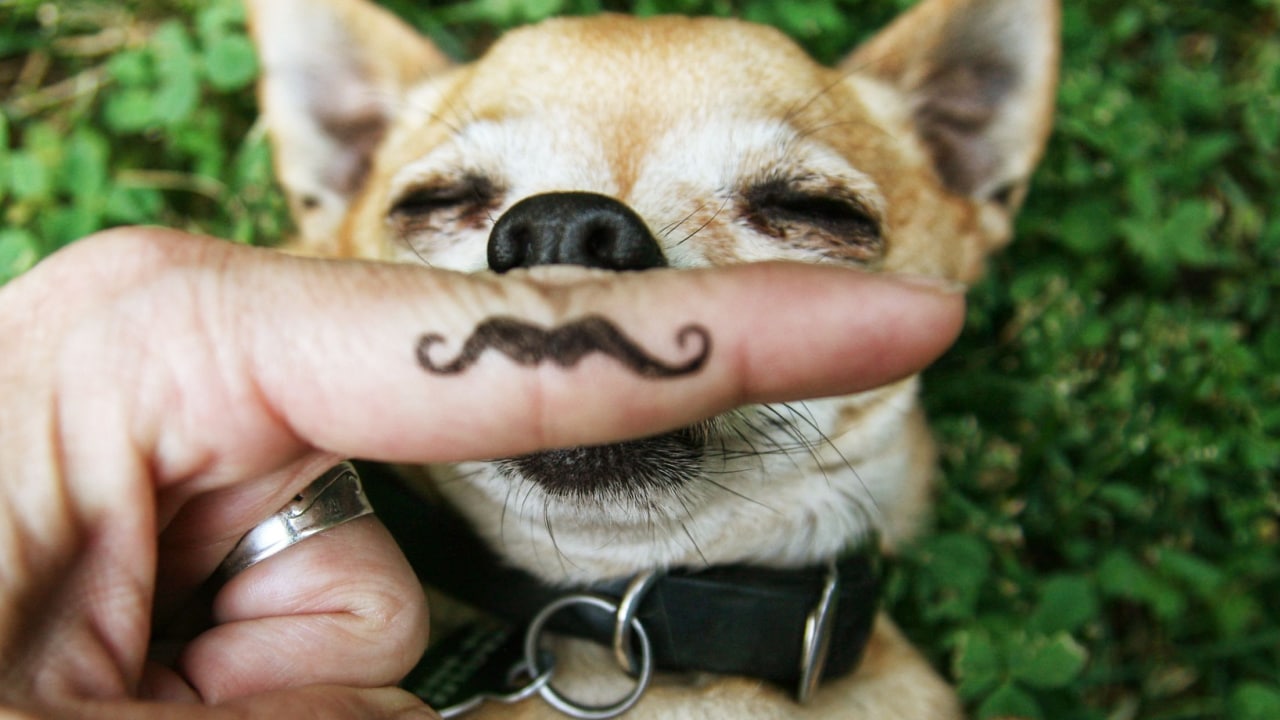 Dog with a mustache.