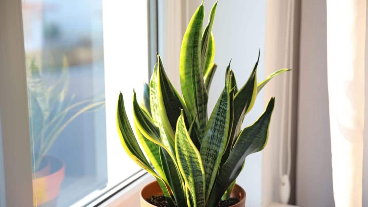 Snake Plant