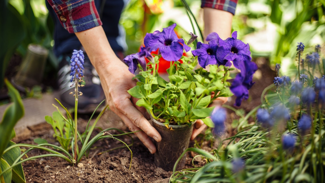 plants in garden