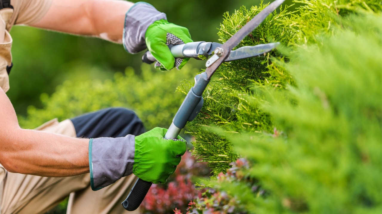 professional gardener