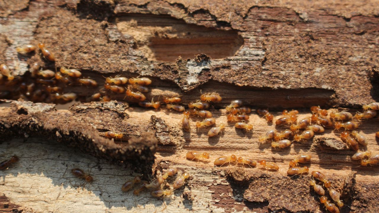 termites