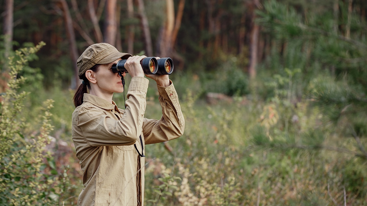 A woman park ranger in uniform looks through binoculars and monitoring the forest area in summer, selective focus. Ecologist, national park, forester, environmental conservation concept