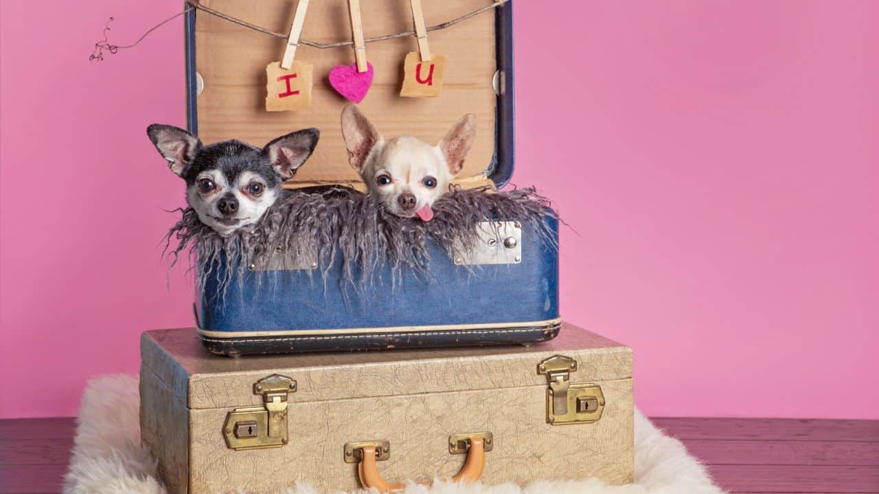 two small dogs sitting inside a suitcase
