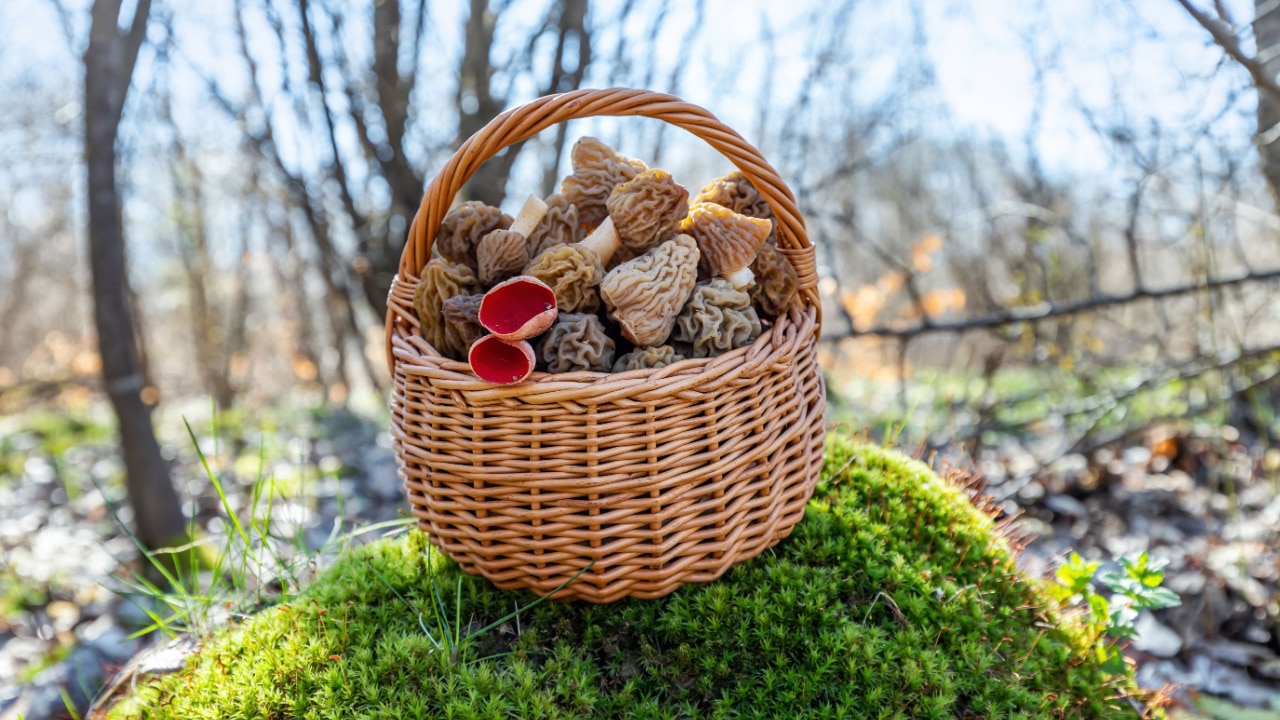 Wicker basket full of fresh picked spring mushrooms in the forest. 