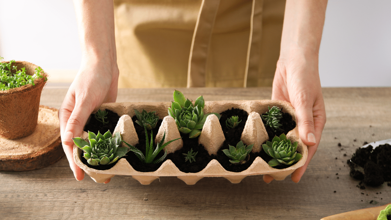 Plants in a used egg box