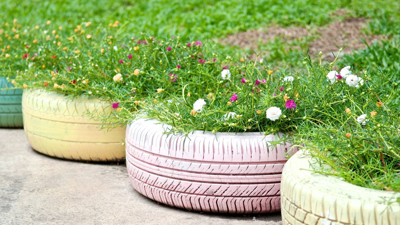 painted used tyres containing plants in the garden